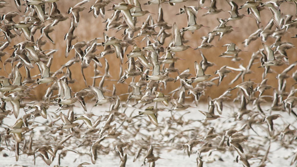 Black Tailed Godwit